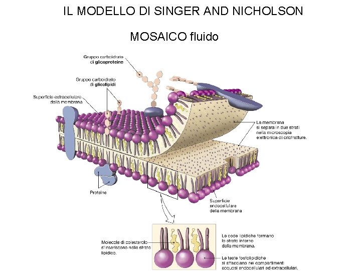 IL MODELLO DI SINGER AND NICHOLSON MOSAICO fluido 