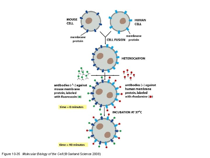 Figure 10 -35 Molecular Biology of the Cell (© Garland Science 2008) 