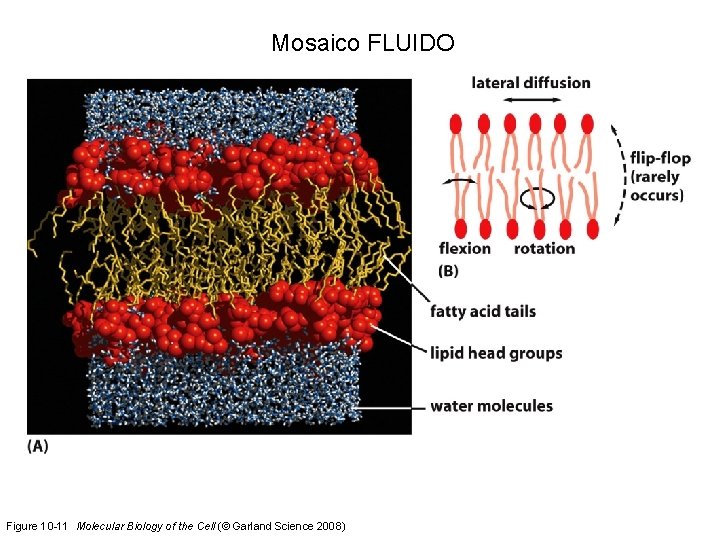 Mosaico FLUIDO Figure 10 -11 Molecular Biology of the Cell (© Garland Science 2008)