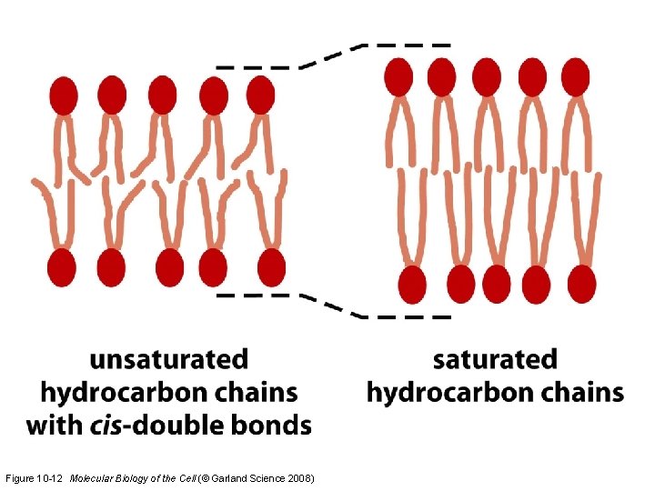 Figure 10 -12 Molecular Biology of the Cell (© Garland Science 2008) 