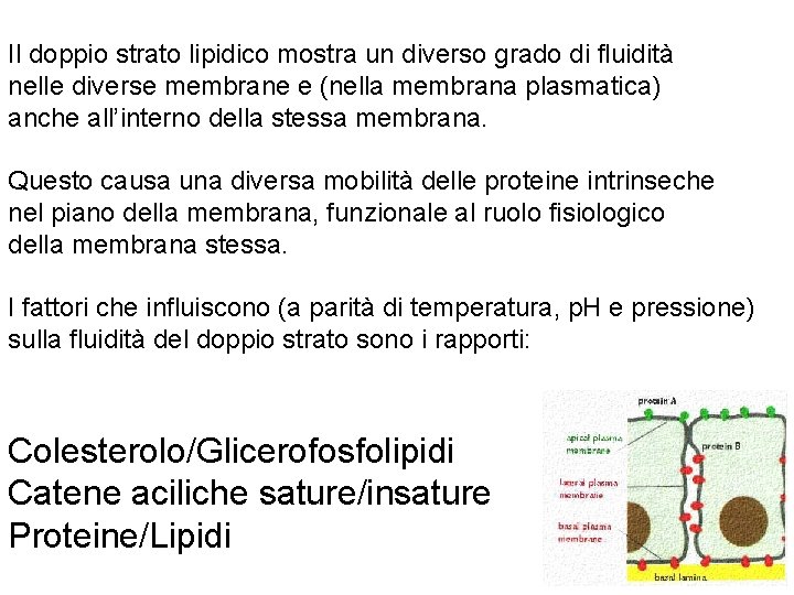 Il doppio strato lipidico mostra un diverso grado di fluidità nelle diverse membrane e