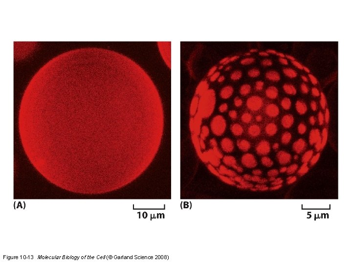 Figure 10 -13 Molecular Biology of the Cell (© Garland Science 2008) 