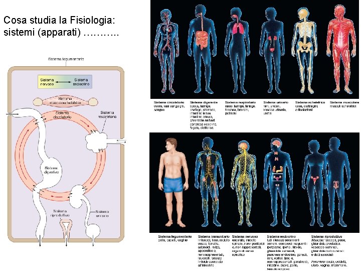 Cosa studia la Fisiologia: sistemi (apparati) ………. . 