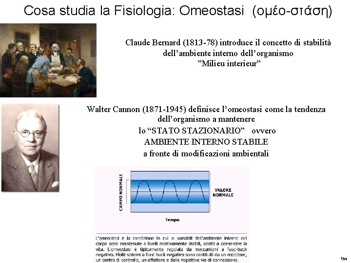 Cosa studia la Fisiologia: Omeostasi (ομέο-στάση) Claude Bernard (1813 -78) introduce il concetto di