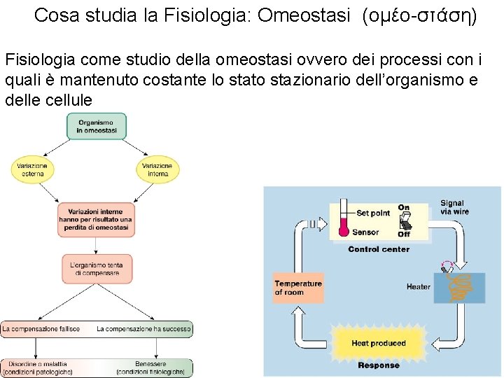 Cosa studia la Fisiologia: Omeostasi (ομέο-στάση) Fisiologia come studio della omeostasi ovvero dei processi