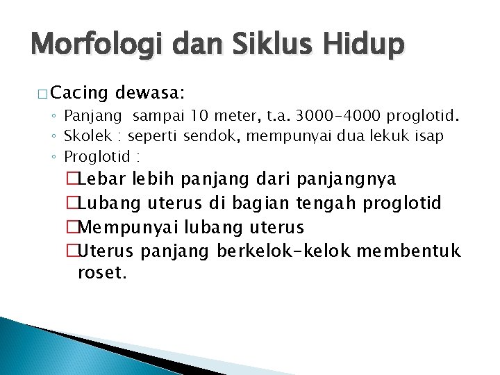 Morfologi dan Siklus Hidup � Cacing dewasa: ◦ Panjang sampai 10 meter, t. a. Morfologi dan Siklus Hidup � Cacing dewasa: ◦ Panjang sampai 10 meter, t. a.