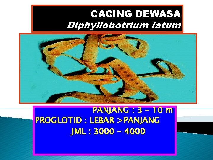 CACING DEWASA Diphyllobotrium latum PANJANG : 3 - 10 m PROGLOTID : LEBAR >PANJANG CACING DEWASA Diphyllobotrium latum PANJANG : 3 - 10 m PROGLOTID : LEBAR >PANJANG