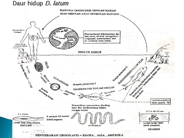 Daur hidup D. latum Daur hidup D. latum