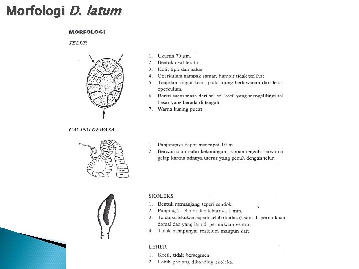 Morfologi D. latum Morfologi D. latum