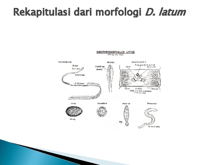 Rekapitulasi dari morfologi D. latum Rekapitulasi dari morfologi D. latum