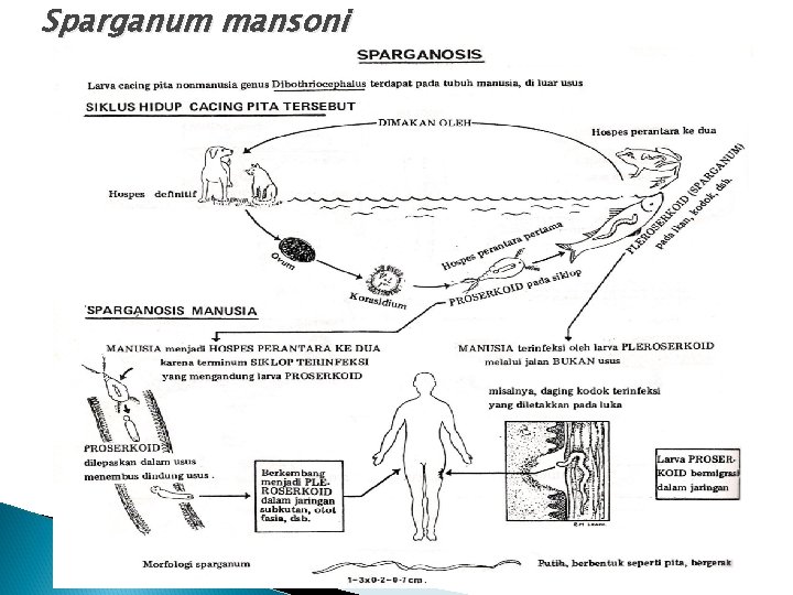 Sparganum mansoni Sparganum mansoni