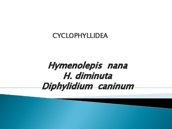 CYCLOPHYLLIDEA Hymenolepis nana H. diminuta Diphylidium caninum CYCLOPHYLLIDEA Hymenolepis nana H. diminuta Diphylidium caninum