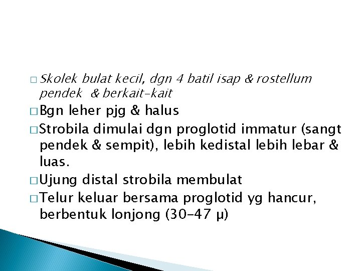 � Skolek bulat kecil, dgn 4 batil isap & rostellum pendek & berkait-kait � � Skolek bulat kecil, dgn 4 batil isap & rostellum pendek & berkait-kait �