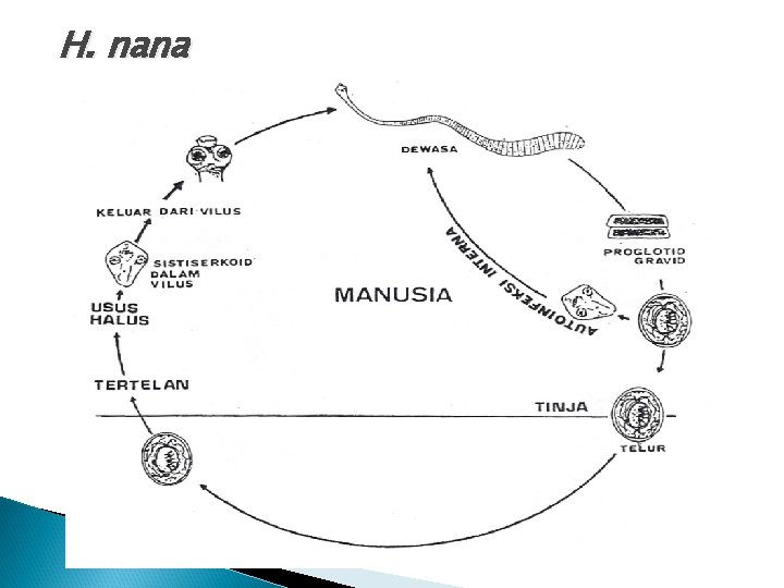 H. nana H. nana