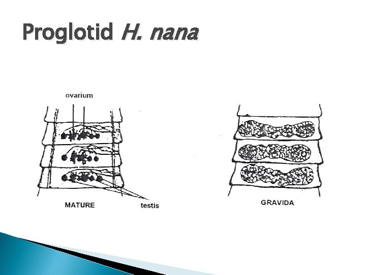 Proglotid H. nana Proglotid H. nana