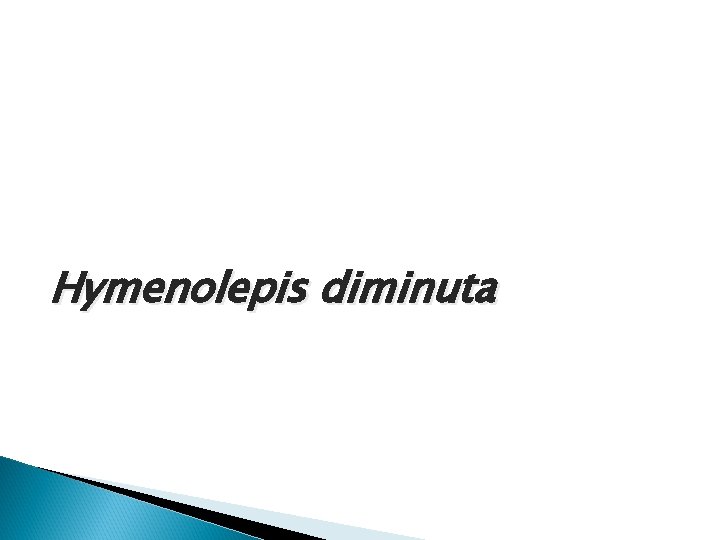 Hymenolepis diminuta Hymenolepis diminuta