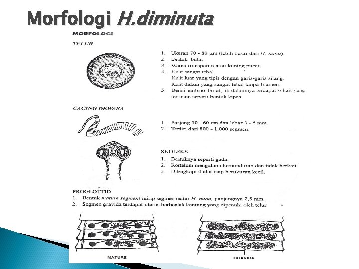 Morfologi H. diminuta Morfologi H. diminuta