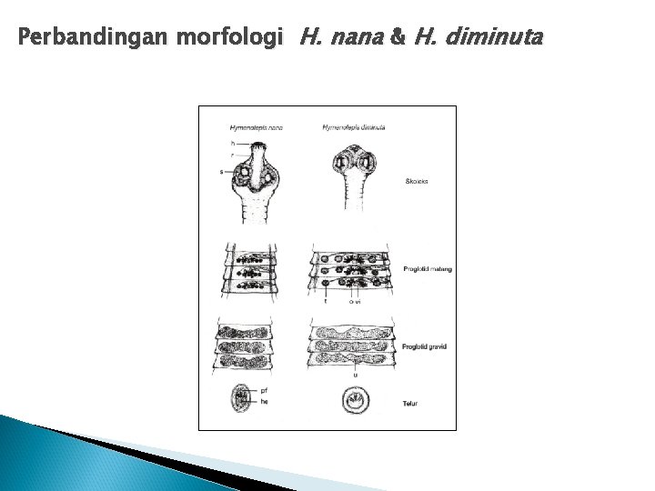 Perbandingan morfologi H. nana & H. diminuta Perbandingan morfologi H. nana & H. diminuta