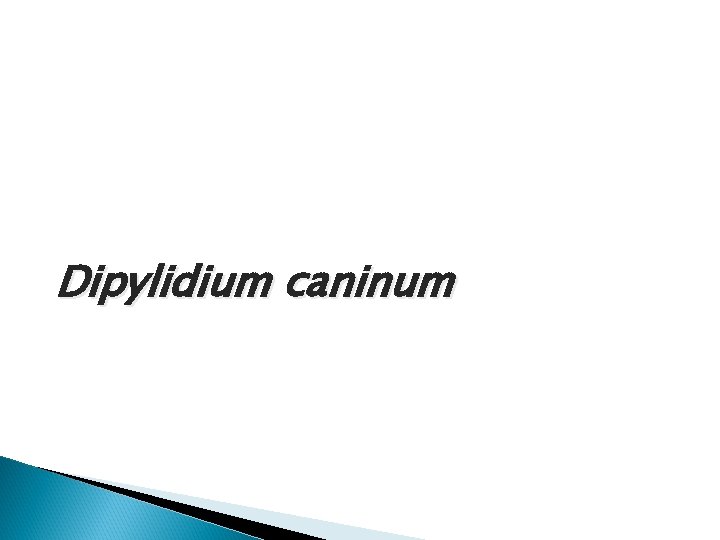 Dipylidium caninum Dipylidium caninum
