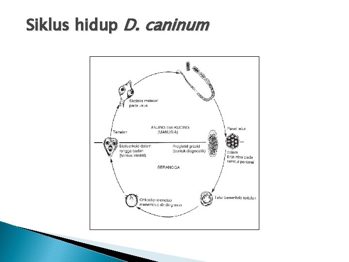 Siklus hidup D. caninum Siklus hidup D. caninum