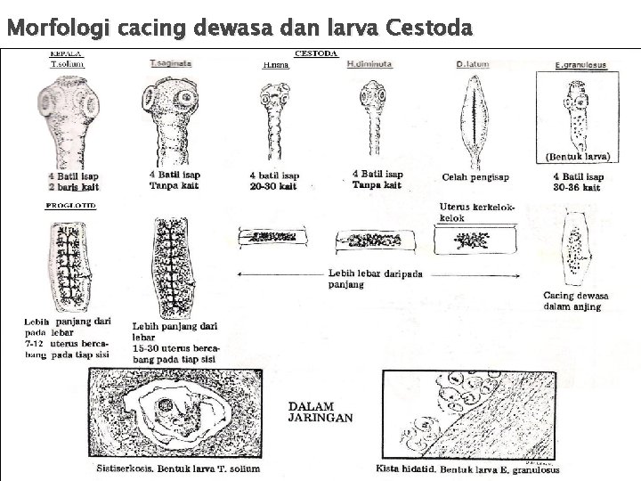 Morfologi cacing dewasa dan larva Cestoda Morfologi cacing dewasa dan larva Cestoda