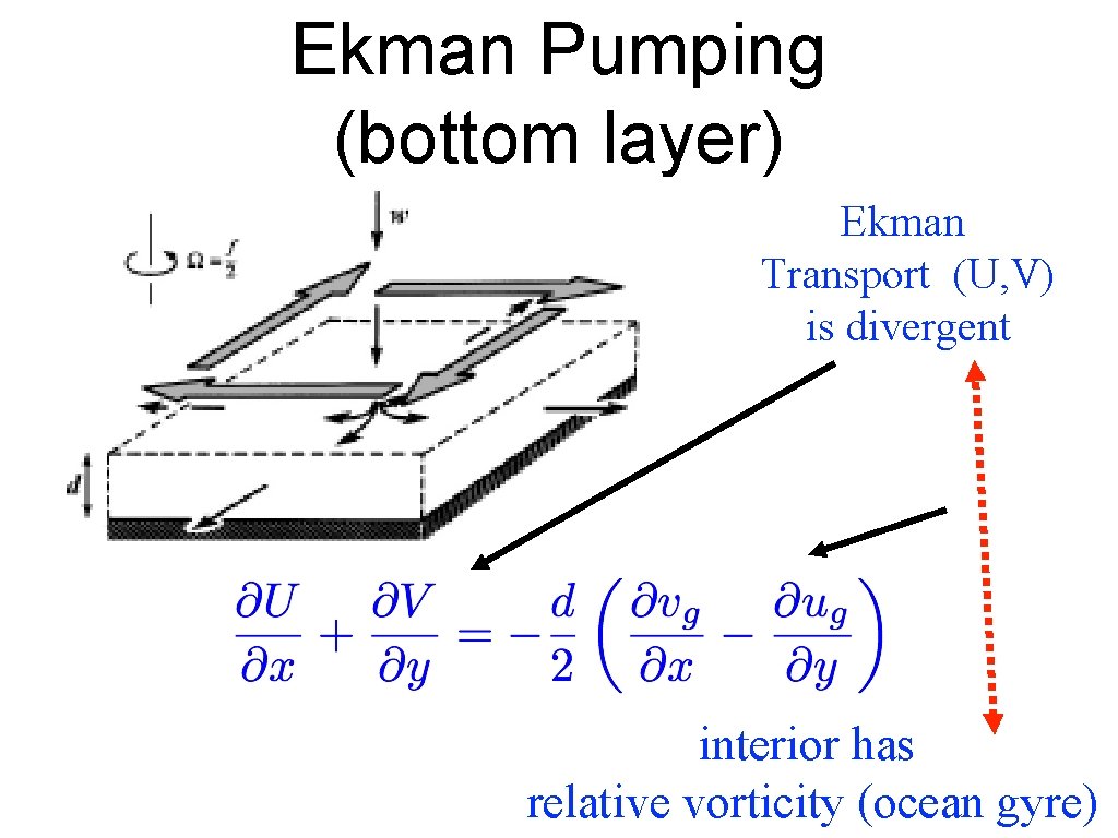 Ekman Pumping (bottom layer) Ekman Transport (U, V) is divergent interior has relative vorticity