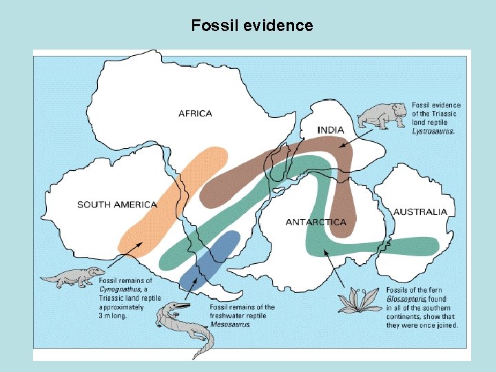 Fossil evidence 