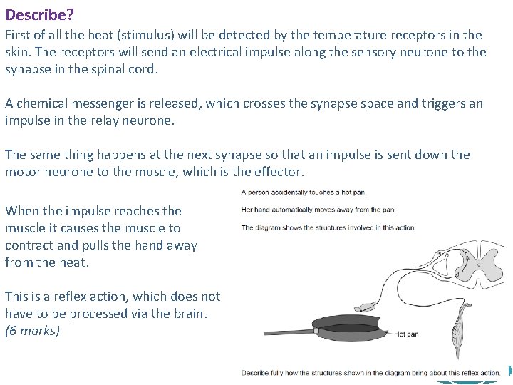 Describe? First of all the heat (stimulus) will be detected by the temperature receptors