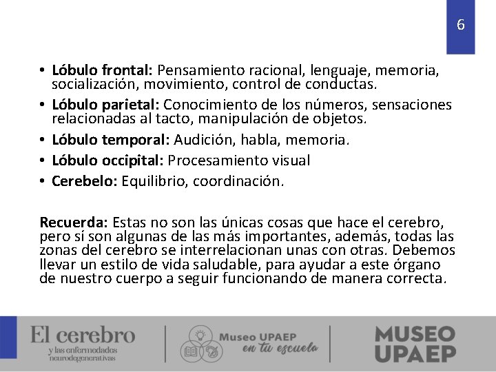 6 • Lóbulo frontal: Pensamiento racional, lenguaje, memoria, socialización, movimiento, control de conductas. •