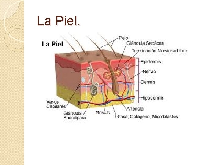 La Piel. 