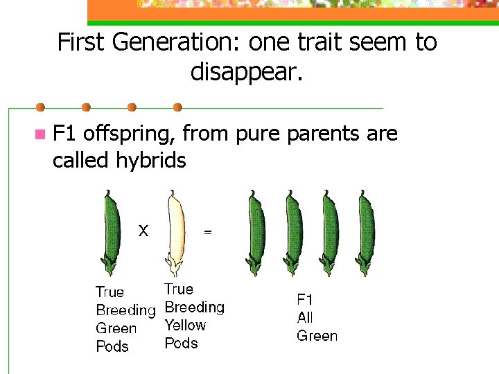 First Generation: one trait seem to disappear. n F 1 offspring, from pure parents