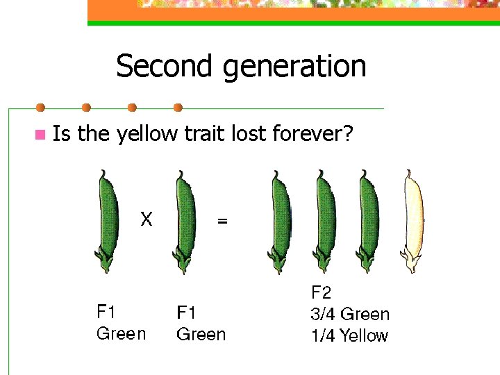 Second generation n Is the yellow trait lost forever? 