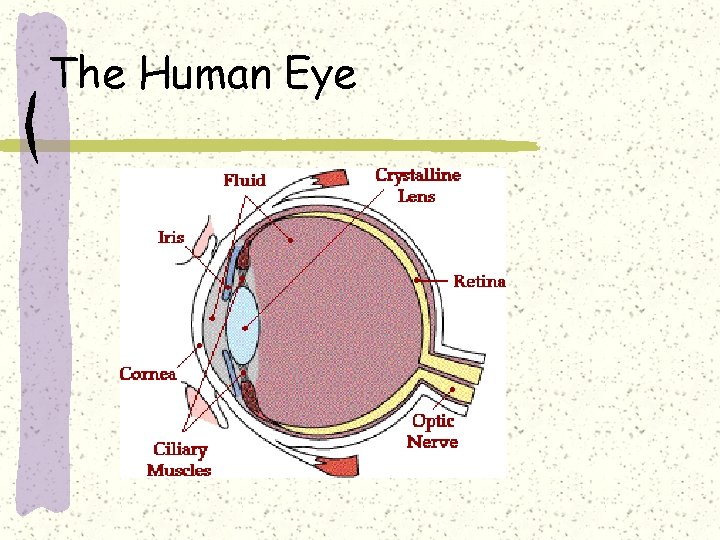 The Human Eye 