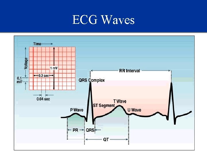 ECG Waves 