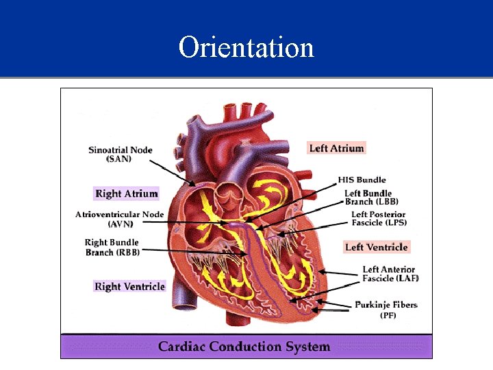 Orientation 