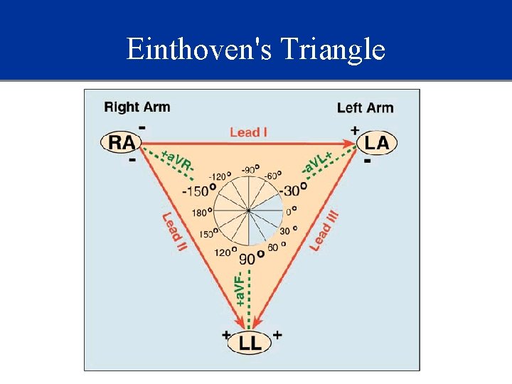 Einthoven's Triangle 