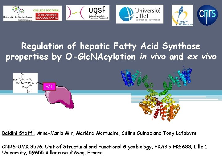 Regulation of hepatic Fatty Acid Synthase properties by O-Glc. NAcylation in vivo and ex