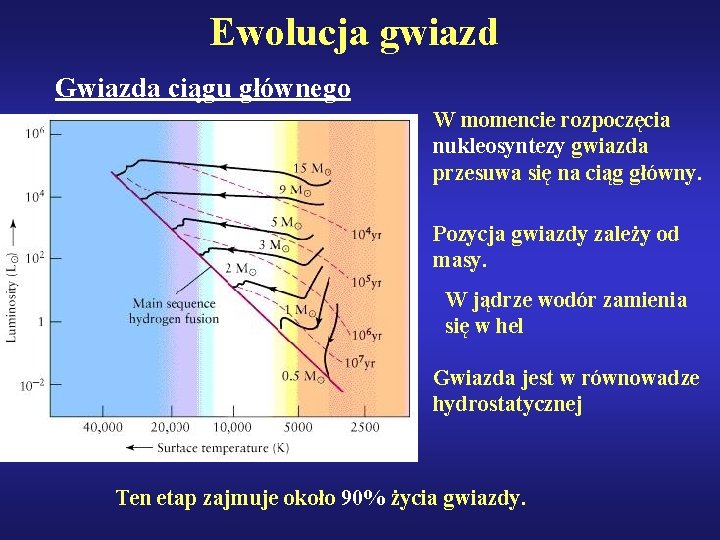 Ewolucja gwiazd Gwiazda ciągu głównego W momencie rozpoczęcia nukleosyntezy gwiazda przesuwa się na ciąg