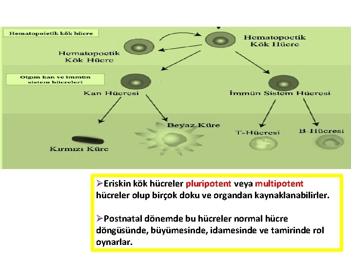 ØEriskin kök hücreler pluripotent veya multipotent hücreler olup birçok doku ve organdan kaynaklanabilirler. ØPostnatal