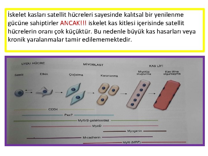 İskelet kasları satellit hücreleri sayesinde kalıtsal bir yenilenme gücüne sahiptirler ANCAK!!! iskelet kas kitlesi