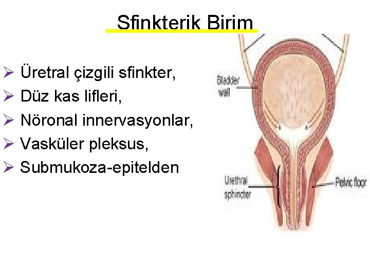 Sfinkterik Birim Ø Üretral çizgili sfinkter, Ø Düz kas lifleri, Ø Nöronal innervasyonlar, Ø