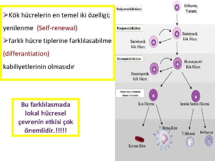 ØKök hücrelerin en temel iki özelligi; yenilenme (Self-renewal) Øfarklı hücre tiplerine farklılasabilme (differantiation) kabiliyetlerinin