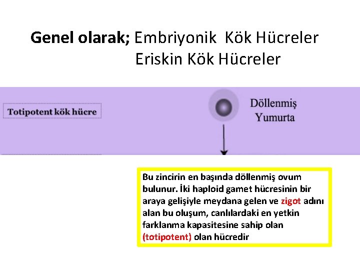 Genel olarak; Embriyonik Kök Hücreler Eriskin Kök Hücreler Bu zincirin en başında döllenmiş ovum