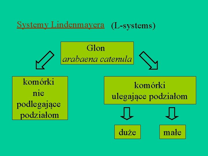 Systemy Lindenmayera (L-systems) Glon arabaena catenula komórki nie podlegające podziałom komórki ulegające podziałom duże