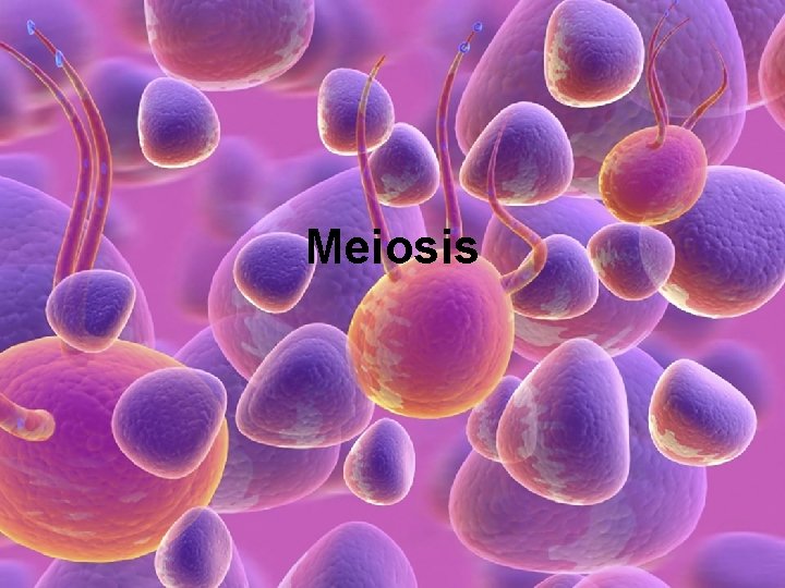 Meiosis 