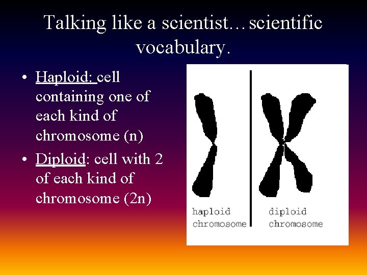 Talking like a scientist…scientific vocabulary. • Haploid: cell containing one of each kind of