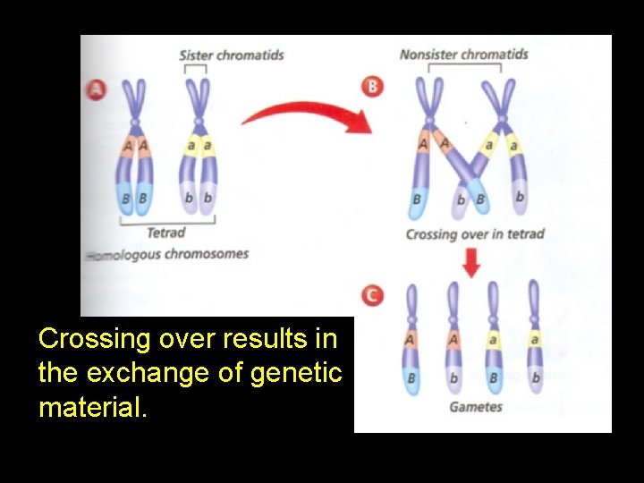 Crossing over results in the exchange of genetic material. 