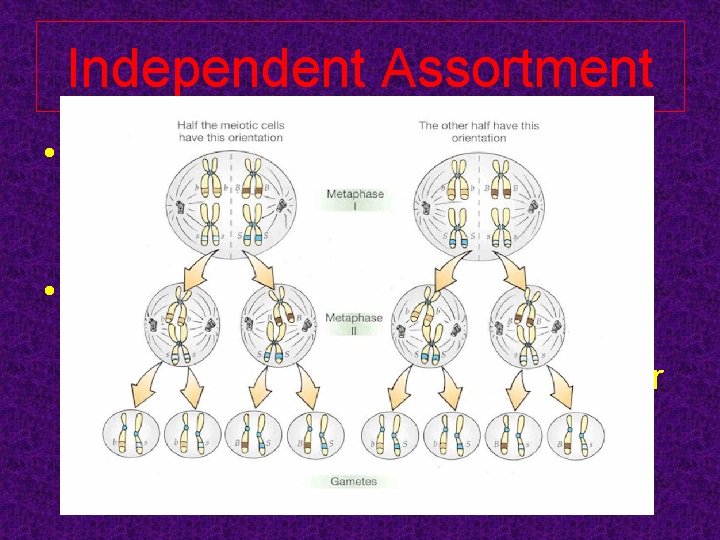 Independent Assortment • The random distribution of chromosomes during meiosis results in millions of