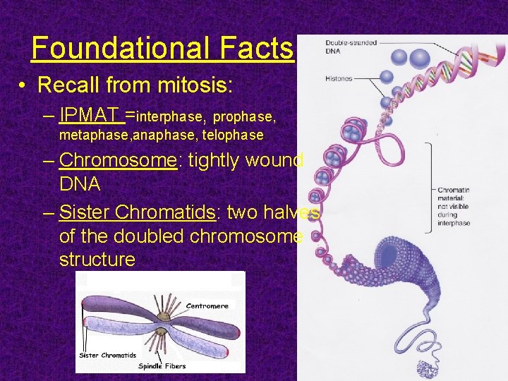 Foundational Facts • Recall from mitosis: – IPMAT =interphase, prophase, metaphase, anaphase, telophase –