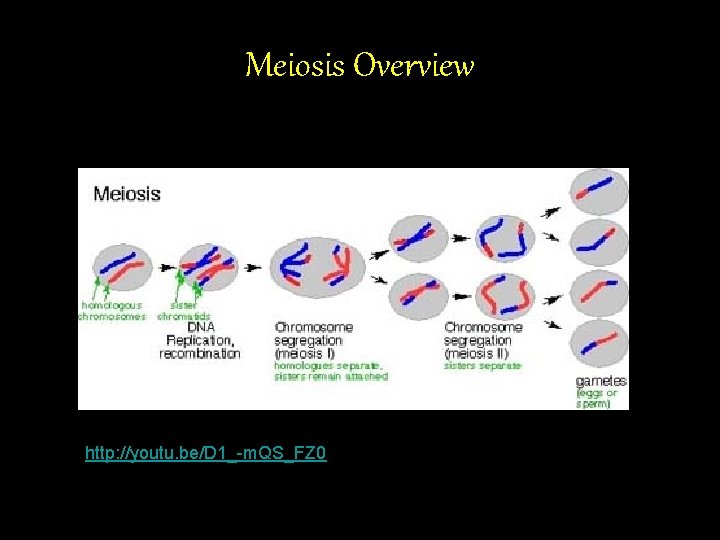 Meiosis Overview http: //youtu. be/D 1_-m. QS_FZ 0 